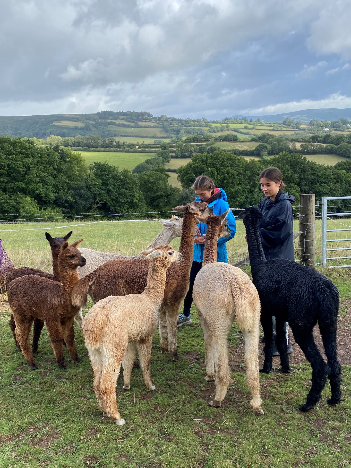 Private Alpaca walking & cream tea experience Gift Voucher (2 adults)