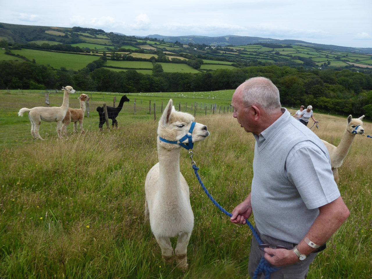 Private Alpaca walking & cream tea experience Gift Voucher (2 adults)