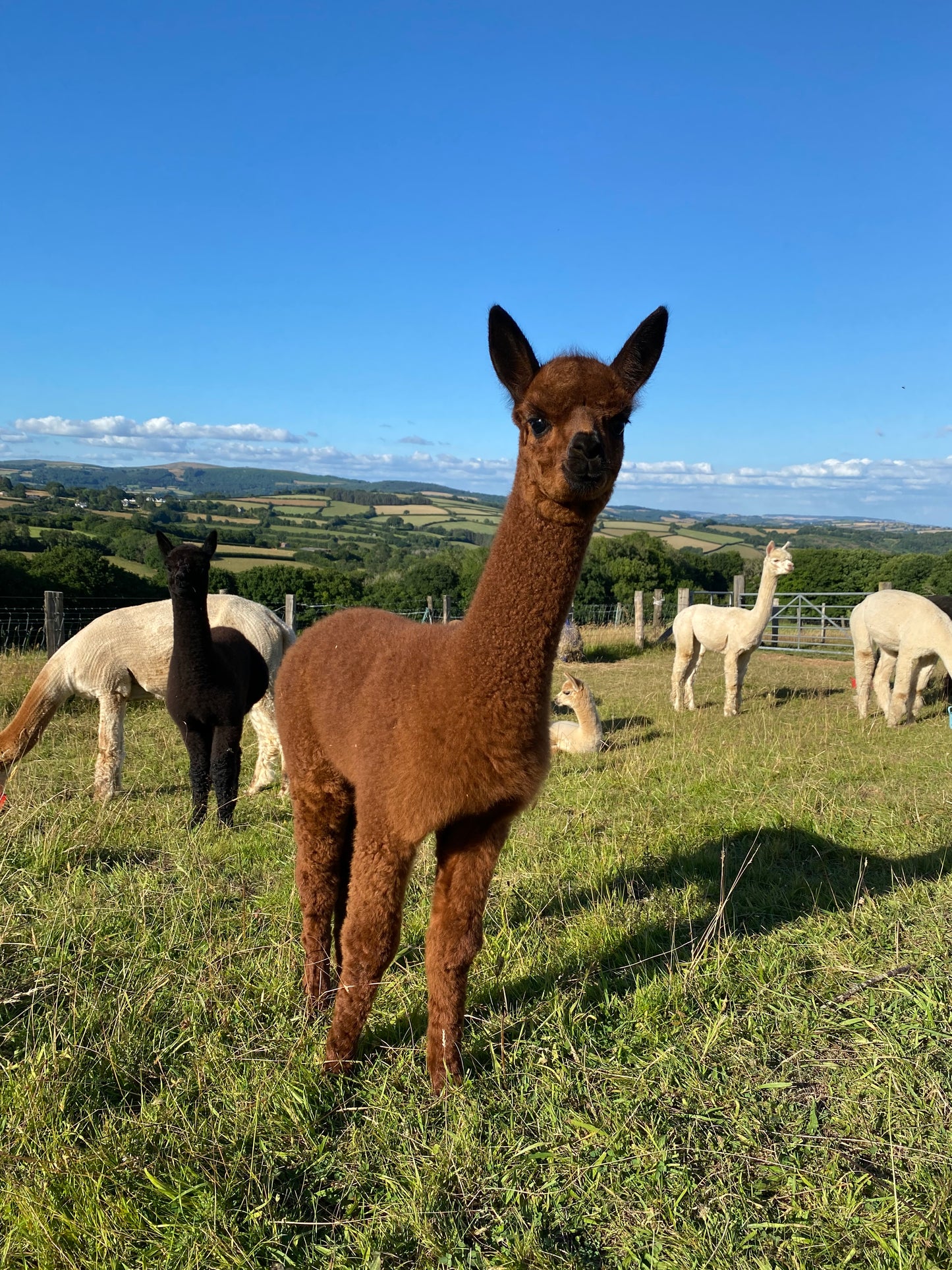 Private Alpaca farm guided tour