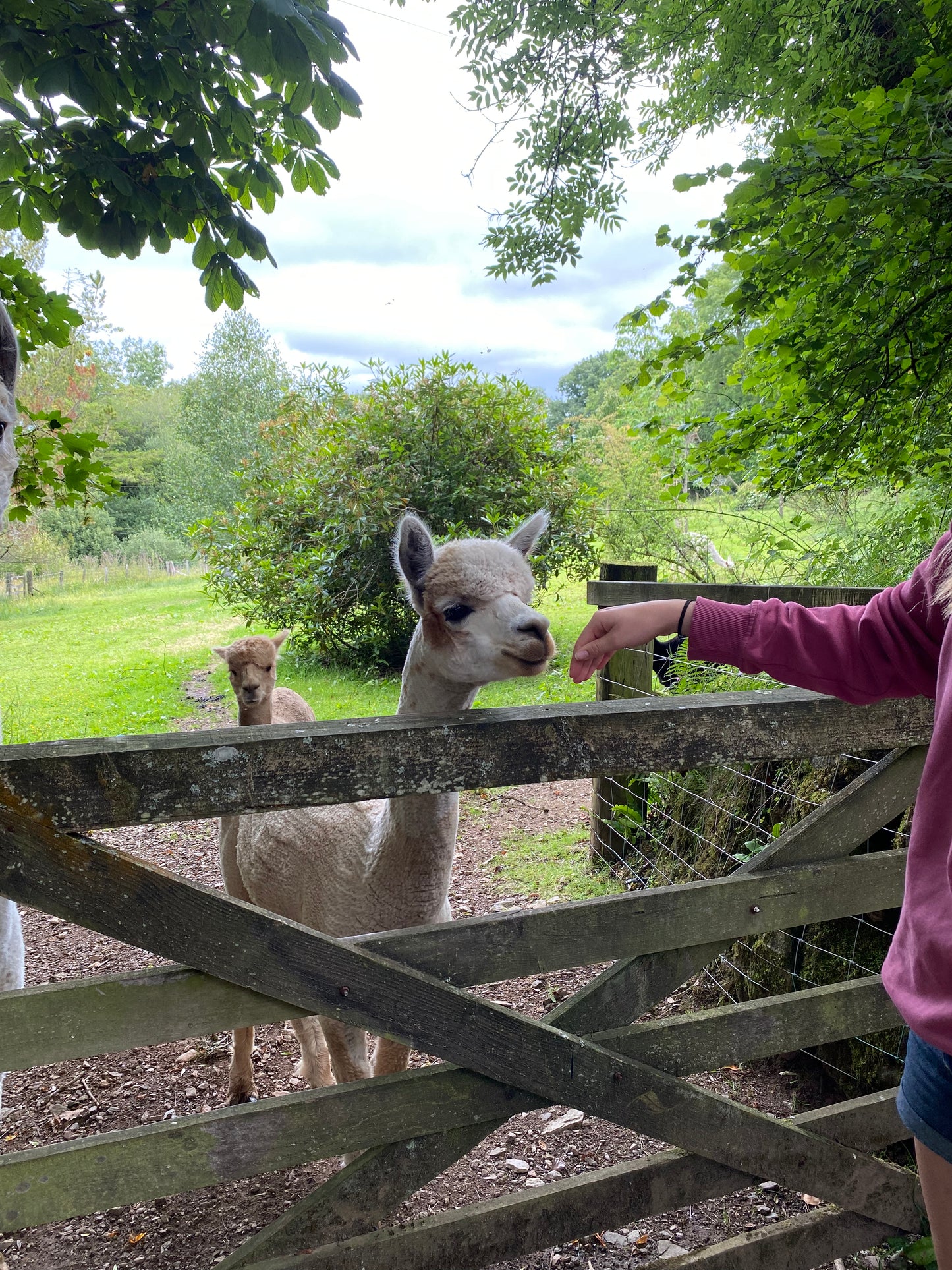 Private Alpaca farm guided tour