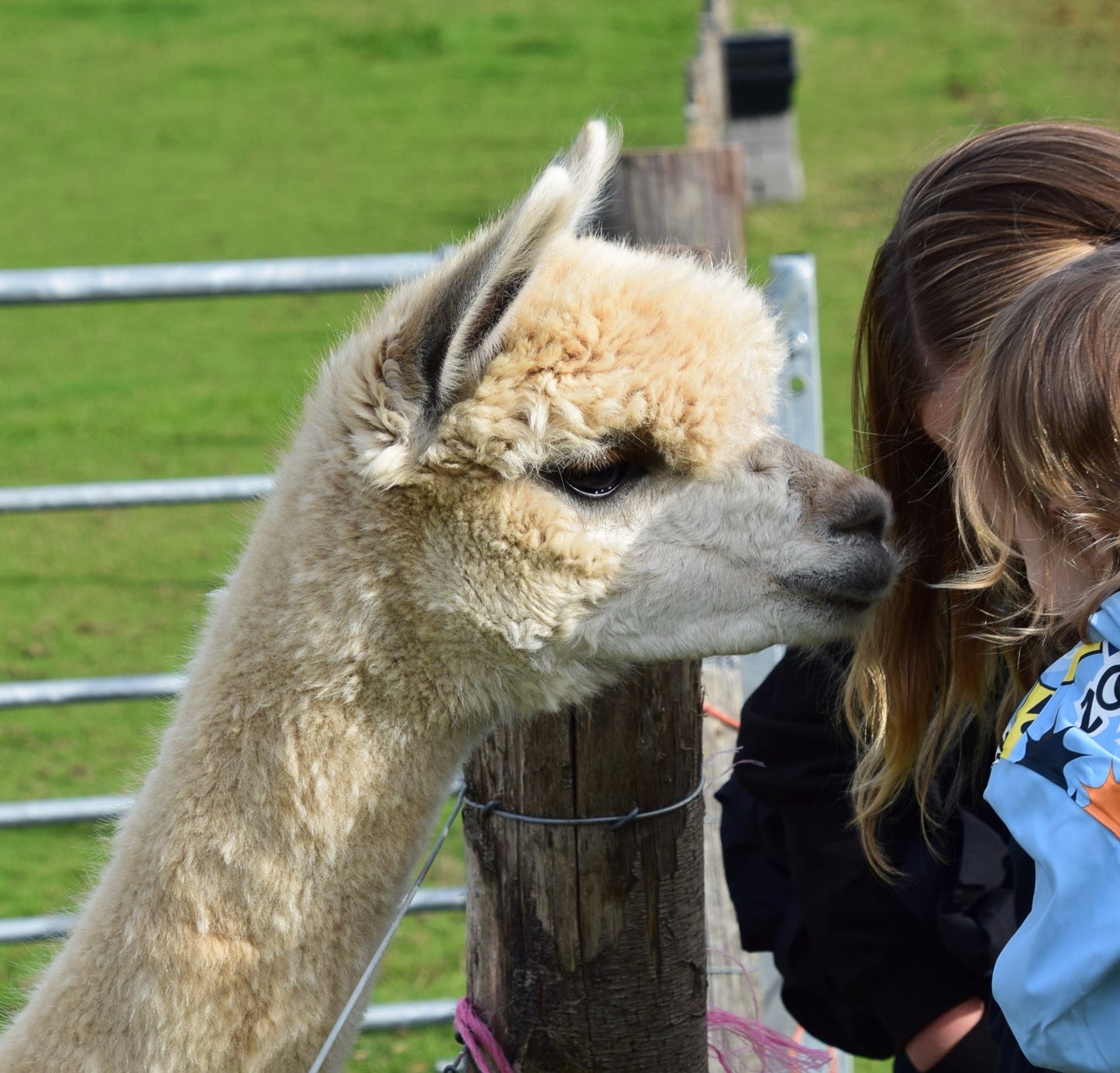 Private Alpaca farm guided tour